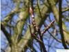 Balsam-Pappel (Populus balsamifera) Zweig mit Knospen