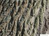 Balsam-Pappel (Populus balsamifera) Stamm / Borke / Rinde