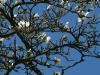 Baum-Magnolie (Magnolia kobus) Blütenaustrieb