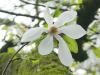 Baum-Magnolie (Magnolia kobus) Blüte