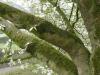 Baum-Magnolie (Magnolia kobus) Stamm / Rinde / Borke