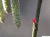 Baumhasel (Corylus colurna) die weibliche Blüte ist klein und rot