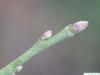 Baumhasel (Corylus colurna) Endknospe