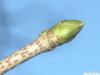 Berg-Ahorn (Acer pseudoplatanus) Endknospe