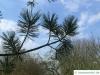 biegsame Kiefer (Pinus flexilis) Ast