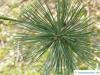 biegsame Kiefer (Pinus flexilis) Nadeln am Zweigende