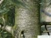 biegsame Kiefer (Pinus flexilis) Stamm / Rinde / Borke