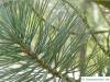 biegsame Kiefer (Pinus flexilis) Nadelanordnung