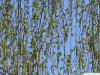 Birke (Betula pendula) Austrieb im Frühjahr