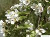 Birne (Pyrus communis) Blüte der Birne