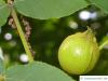 Bitternuss (Carya cordiformis) Frucht / Nuss