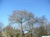 Blauglockenbaum (Paulownia tomentosa) Baum