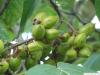 Blauglockenbaum (Paulownia tomentosa) Früchte