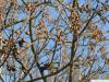 Blauglockenbaum (Paulownia tomentosa) Knospen