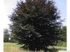 Blutbuche (Fagus sylvatica purpurea) Baum