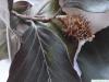 Blutbuche (Fagus sylvatica purpurea) Frucht