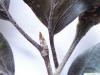 Blutbuche (Fagus sylvatica purpurea) Knospe im Sommer