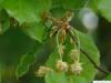 Buche (Fagus sylvatica) männliche und weibliche Blüten