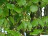 Buche (Fagus sylvatica) Blüten