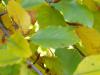 Buche (Fagus sylvatica) Blaetter Herbstfärbung