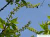 Cissusblättriger Ahorn (Acer cissusfolium) Blüten
