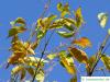Cissusblättriger Ahorn (Acer cissusfolium) Blätter im Herbst