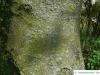 Cissusblättriger Ahorn (Acer cissusfolium) Stamm / Rinde / Borke