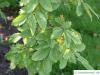 Dorn-Ulme (Hemipetlea davidii) Blätter