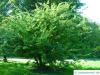 Dorn-Ulme (Hemipetlea davidii) Baum im Sommer