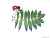 Vogelbeere (Sorbus aucuparia) Blattunterseite