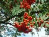 Vogelbeere (Sorbus aucuparia) Früchte