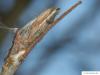 Vogelbeere (Sorbus aucuparia) Knospe