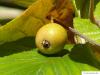 echte Mehlbeere (Sorbus aria) Frucht / Apfel