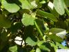 echte Mehlbeere (Sorbus aria) Blätter
