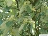 echte Mehlbeere (Sorbus aria) Blüten