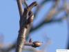 echte Mehlbeere (Sorbus aria) Sommer-Knospen