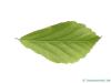 persisches Eisenholz (Parrotia persica) Blatt Unterseite