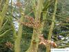 persisches Eisenholz (Parrotia persica) im Winter
