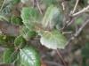 Erlenblättrig-Eiche (Quercus alnifolia) Blätter
