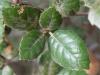 Erlenblättrig-Eiche (Quercus alnifolia) Blatt