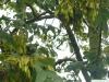 Esche (Fraxinus excelsior) Früchte