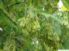 Eschen-Ahorn (Acer negundo) Früchte