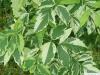 Eschen-Ahorn (Acer negundo variegatum) Blatt weiß-grün