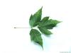 Eschen-Ahorn (Acer negundo) Blatt Rückseite