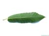 Esskastanie (Castanea sativa) Blattunterseite