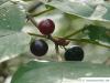 Faulbaum (Frangula alnus) schwarze Früchte im Winter
