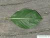 Faulbaum (Frangula alnus) Blatt Unterseite