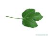 Feige (Ficus carica) Blattunterseite