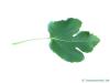Feige (Ficus carica) Blatt