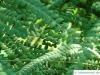 feinblaetteriger Schnurbaum (Sophora microphylla) Blattstellung